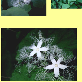 ����ƥ����ʤλ͵�